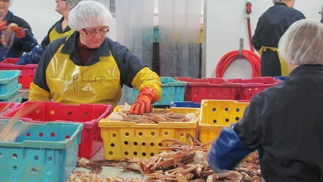 Newfoundland Snow Crab Survey Likely to Show Further Decline According to DFO Biologists
